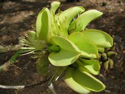 Слика од Erythrina sandwicensis Degener