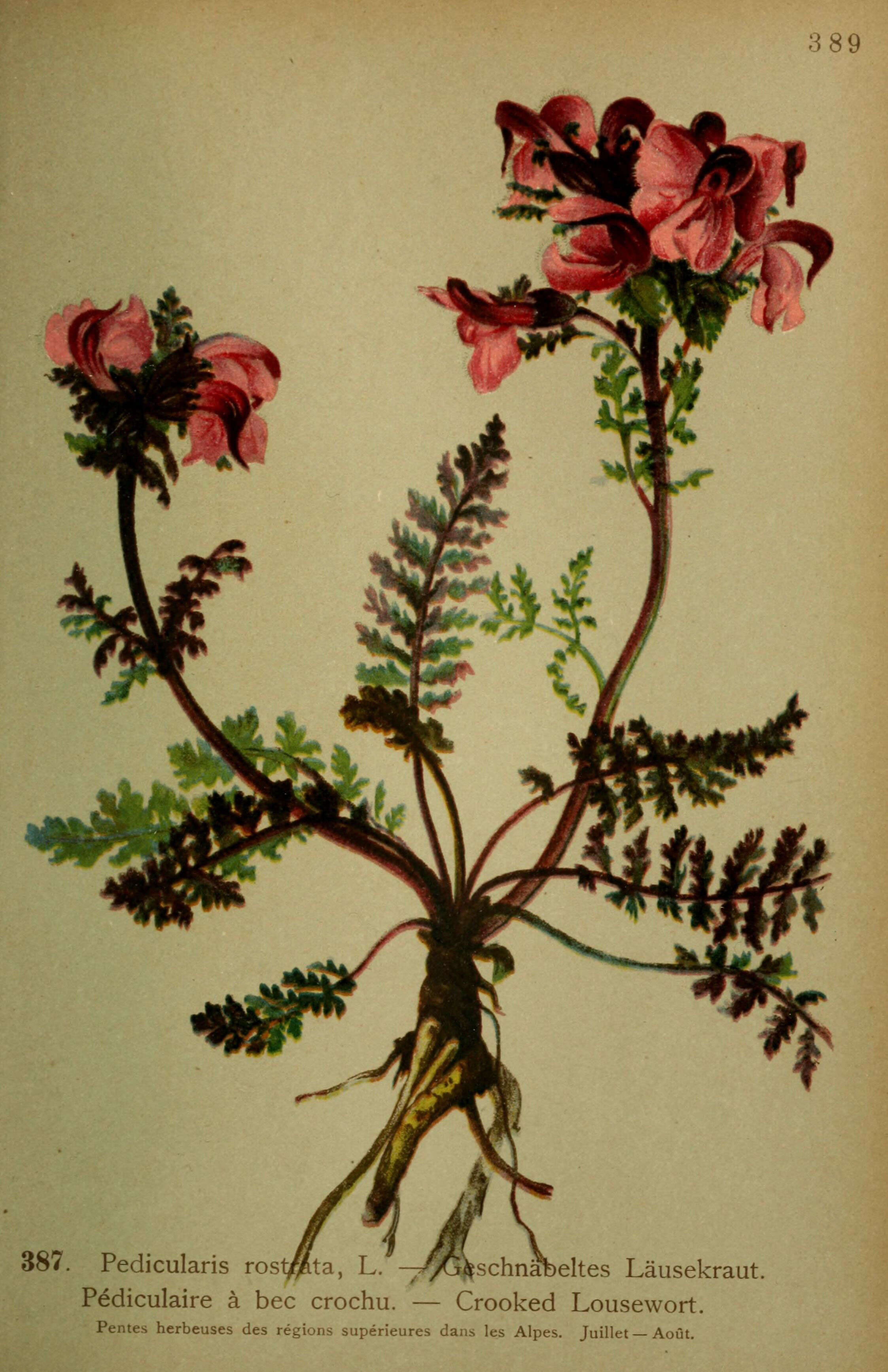 Image of beaked lousewort