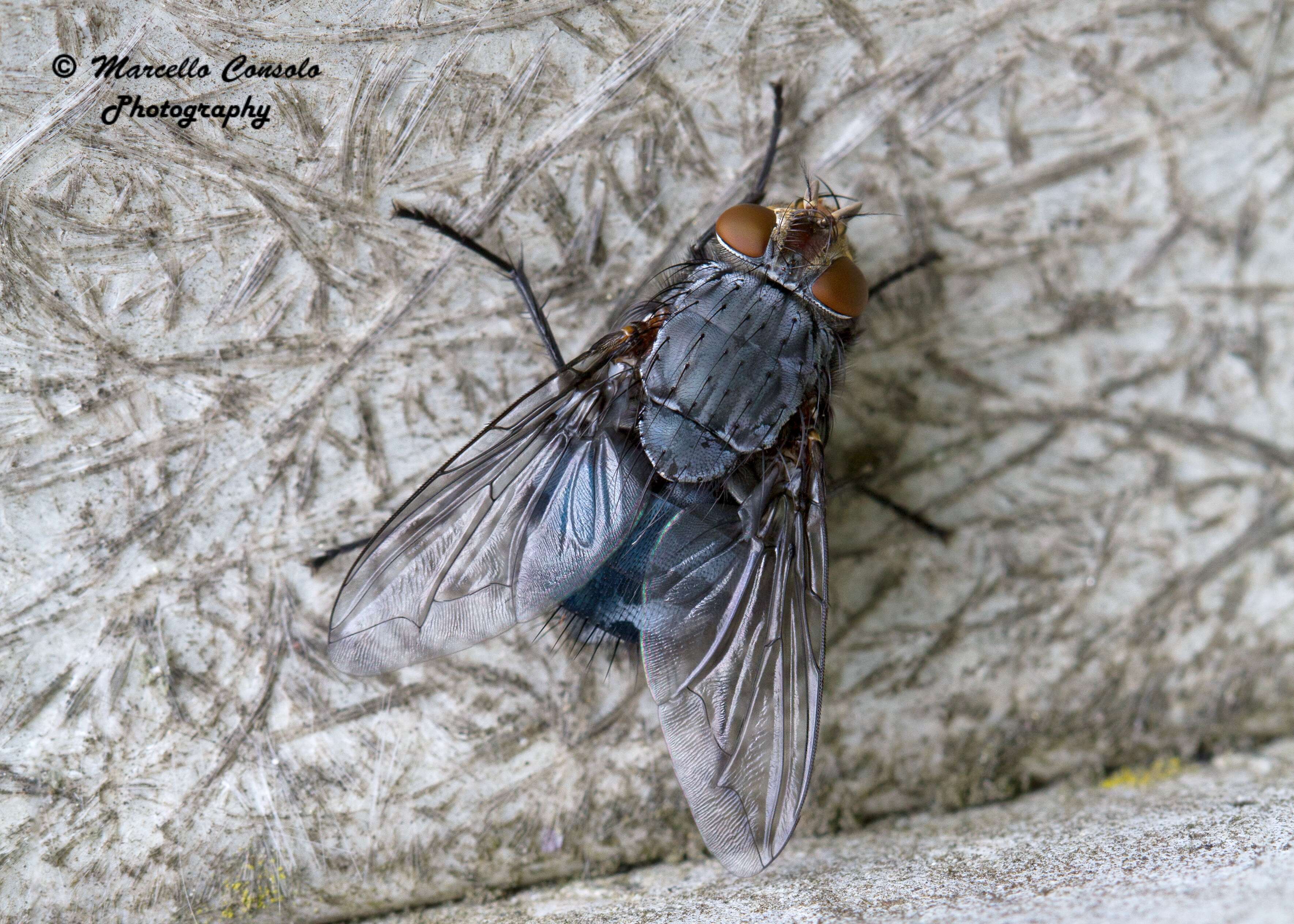 Image of blow flies