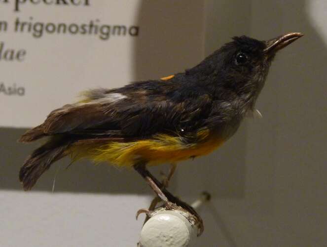 Image of Orange-bellied Flowerpecker