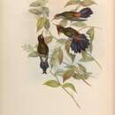 Image of Rainbow-bearded Thornbill