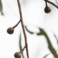 Image of Magnoliophyta