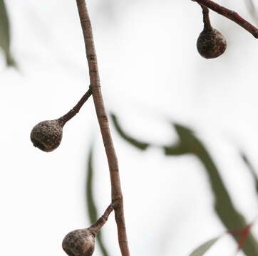 Imagem de Eucalyptus leucoxylon subsp. stephanae