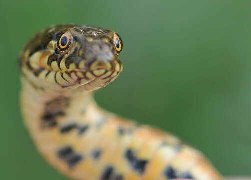 Image of Viperine Snake