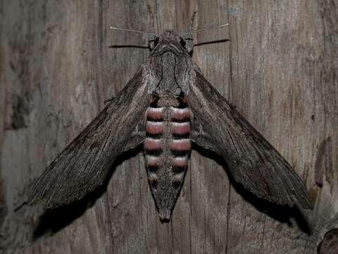 Image of convolvulus hawk moth