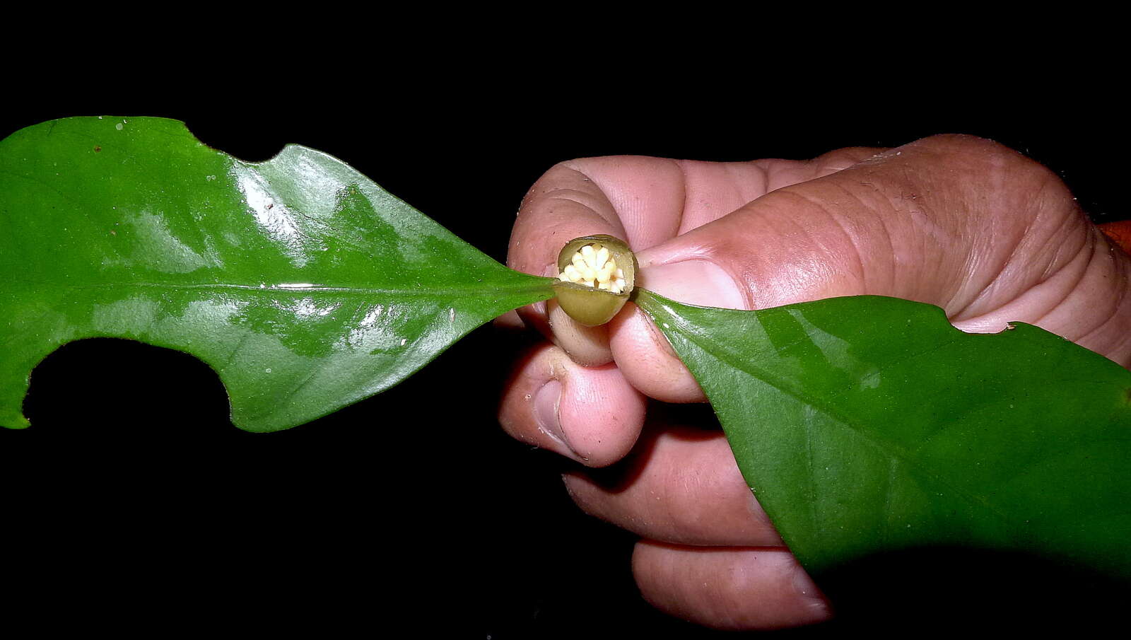 Image of Psychotria cupularis (Müll. Arg.) Standl.