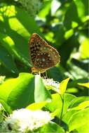 Image of Great Spangled Fritillary