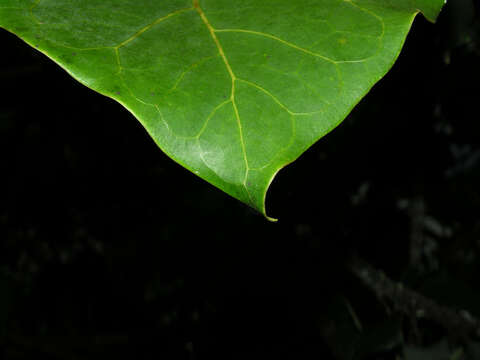 Image of Ficus nymphaeifolia Mill.