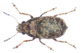 Image of Araecerus