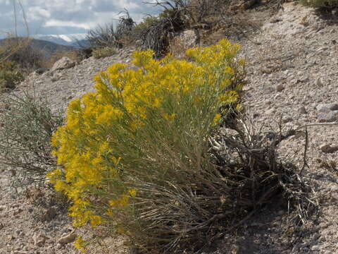 Image of rubber rabbitbrush