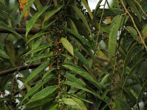 Image of Orange-chinned Parakeet