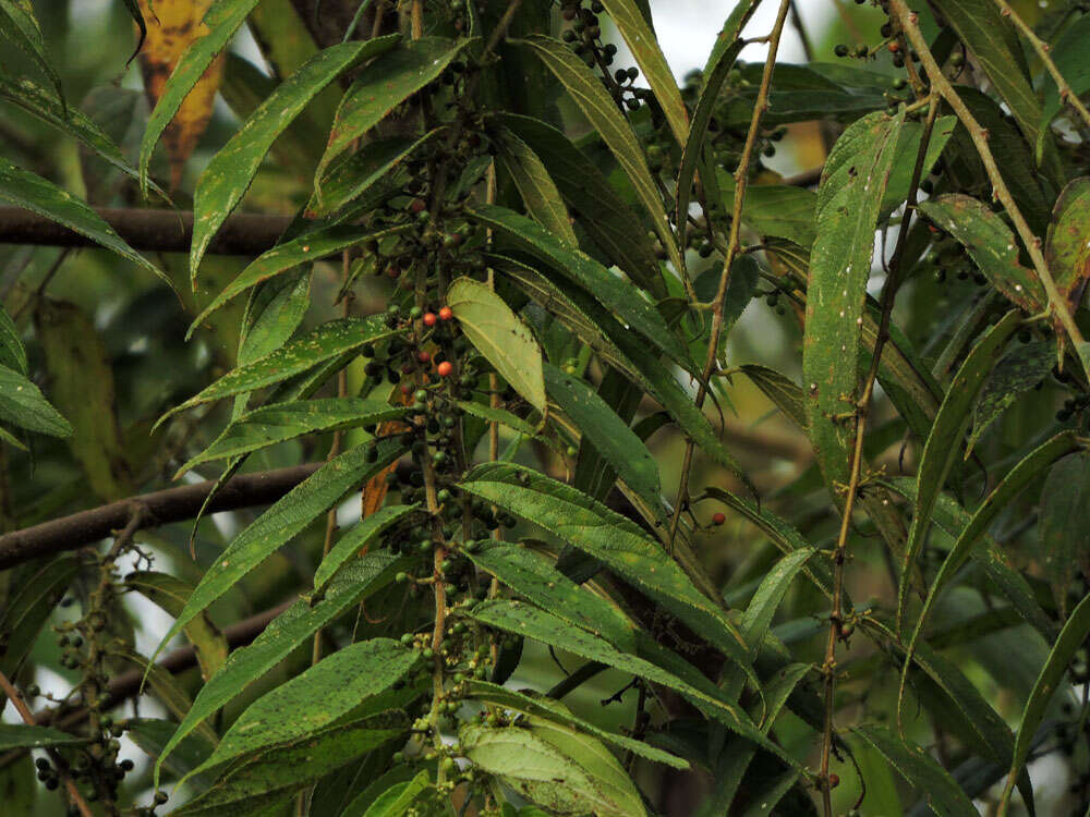 Image of Orange-chinned Parakeet