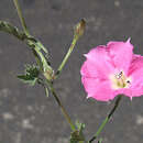 Image of Convolvulus chilensis Pers.