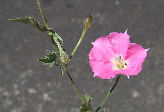 Image of Convolvulus chilensis Pers.