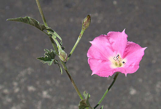 Image de Convolvulus chilensis Pers.