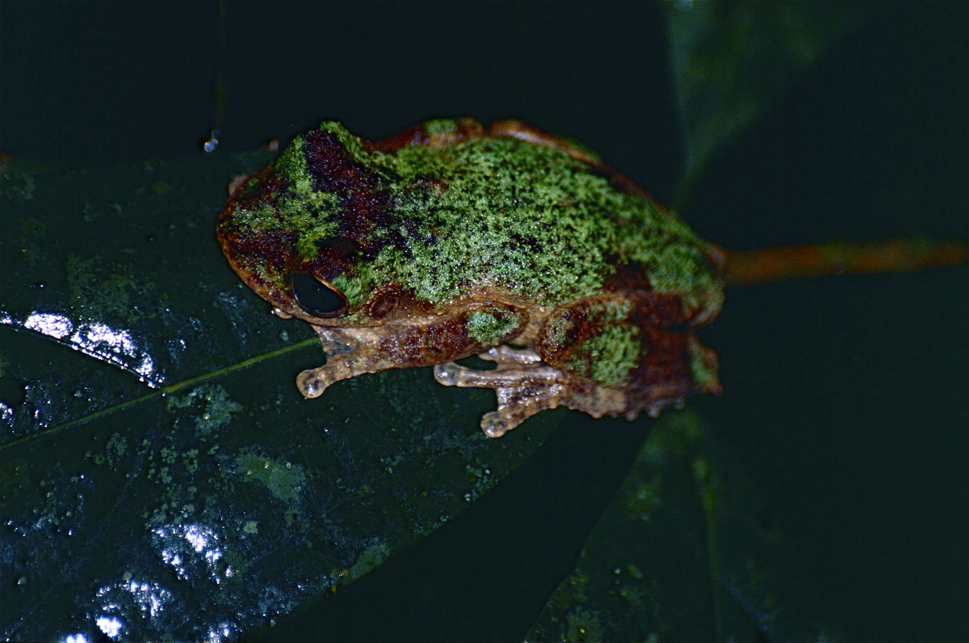 Image of Brown-spotted Treefrog