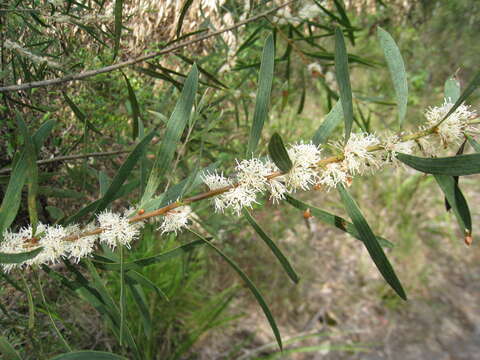 Image of Hakea dactyloides (Gaertn. fil.) Cav.