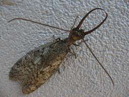 Image of Dobsonflies