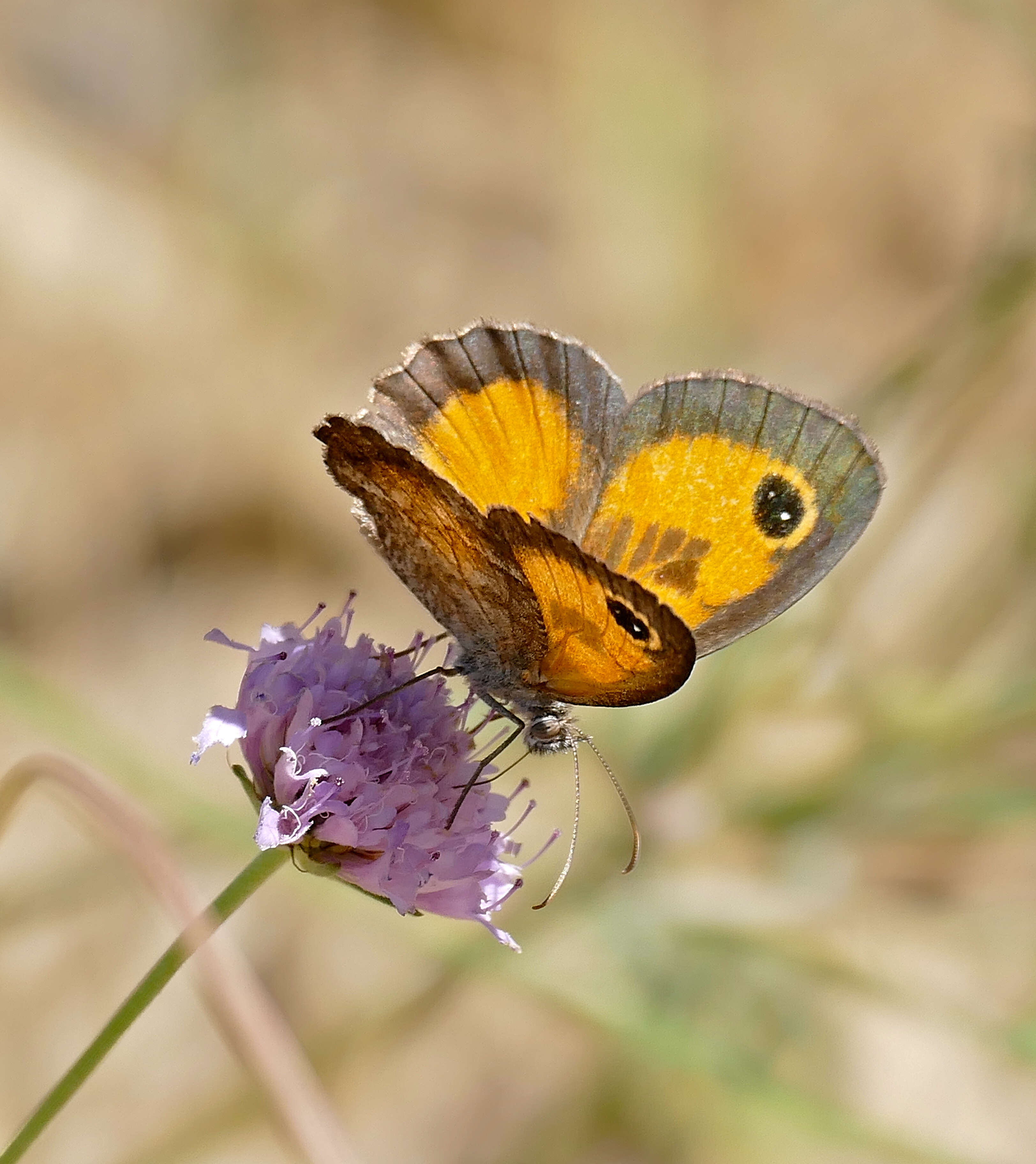 Слика од Pyronia cecilia Vallantin 1894