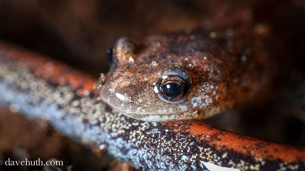 Plethodon cinereus (Green 1818) resmi