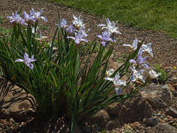 Image of Munz's iris