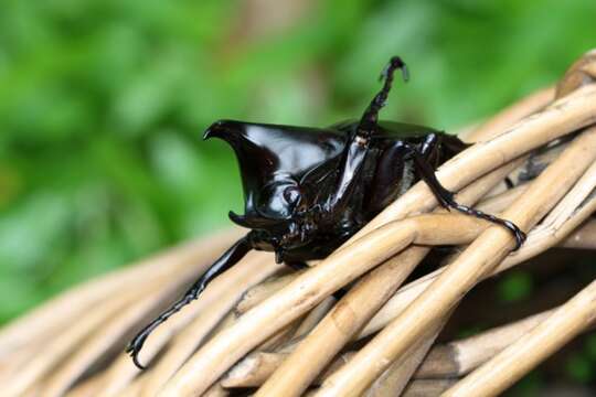 Image of Elephant Beetle