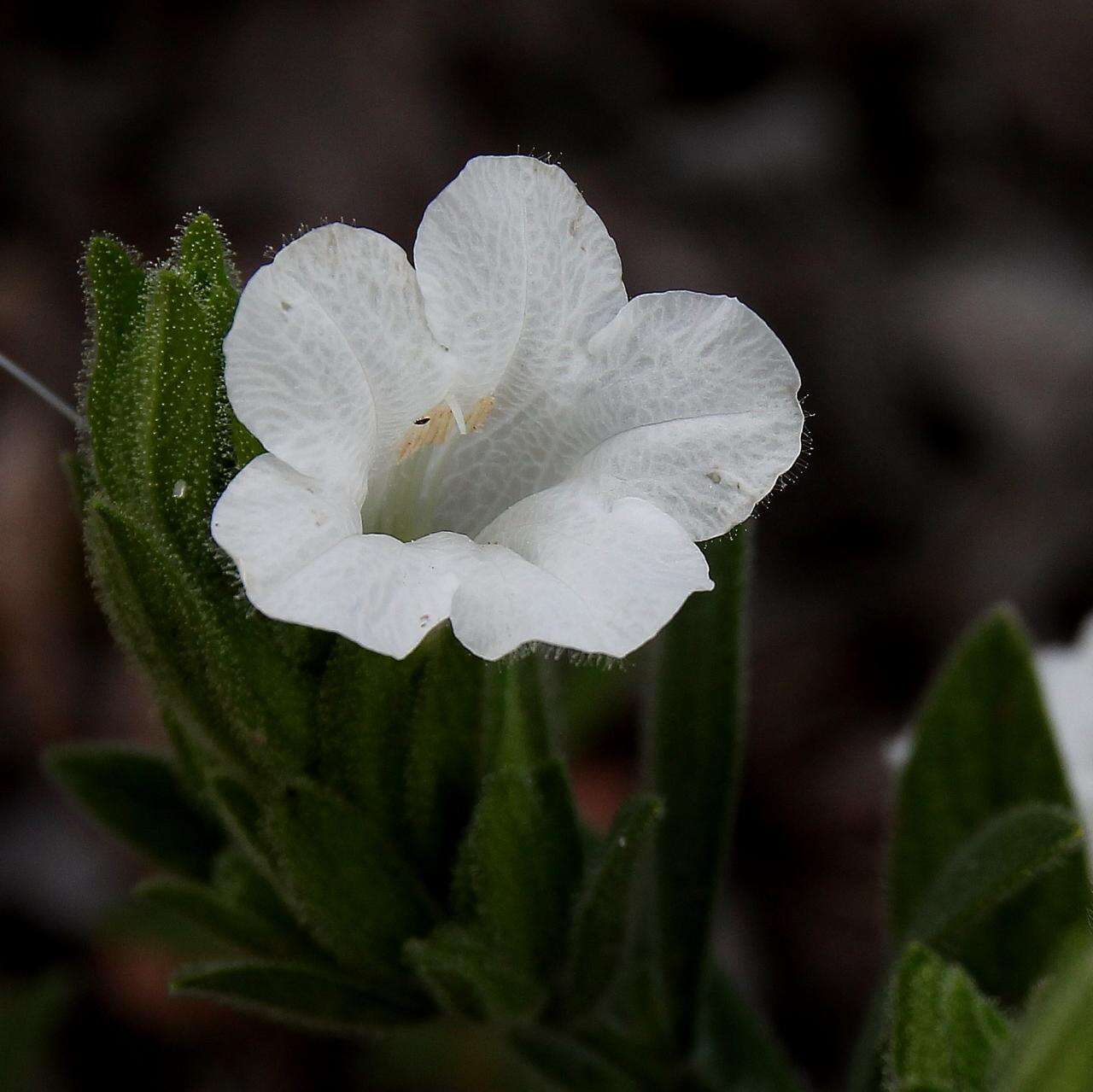 Image of Ruellia rufipila Rizzini