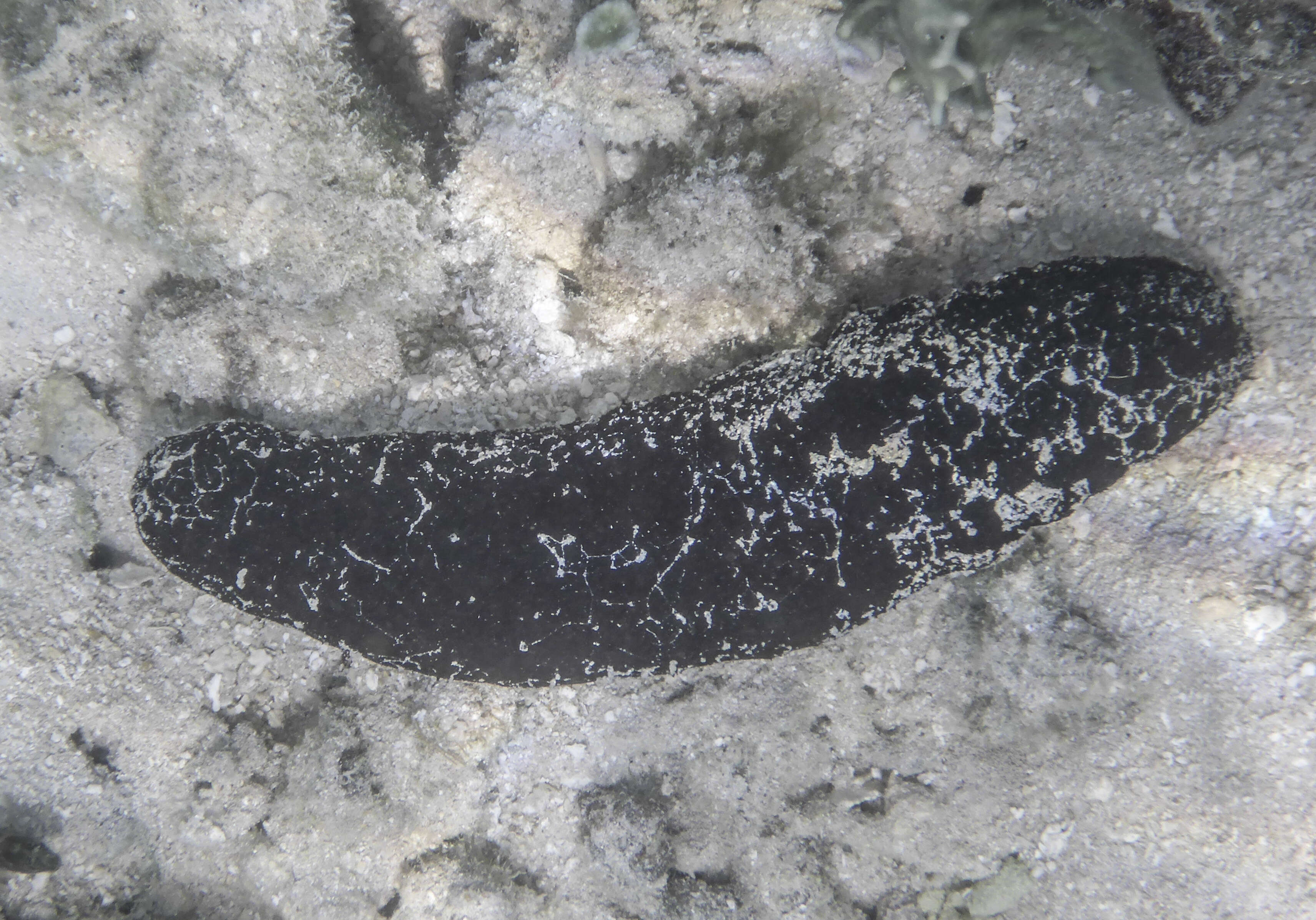 Image of Black sea cucumber