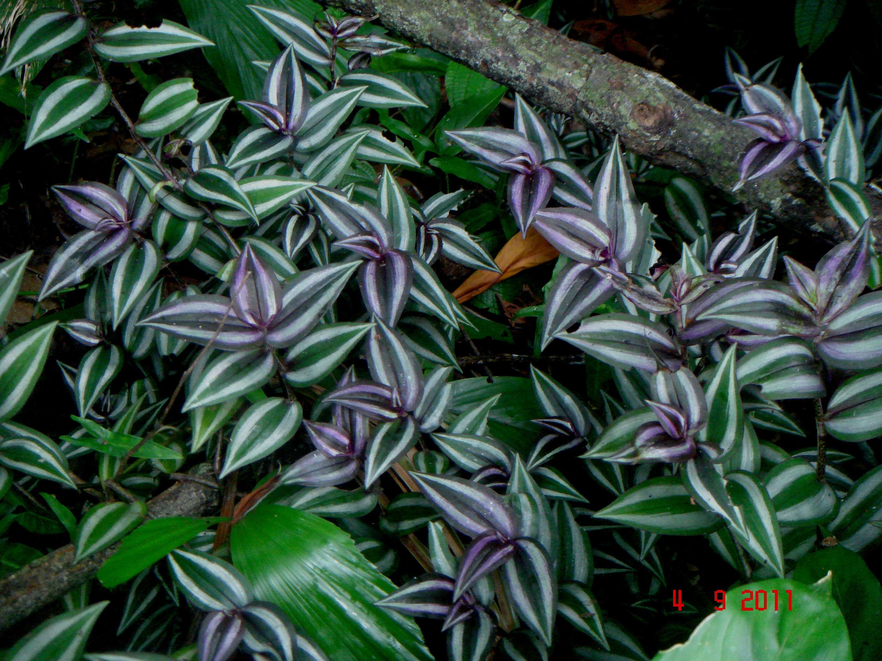 Image of spiderwort