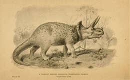 Image of Triceratops prorsus (Marsh 1890)