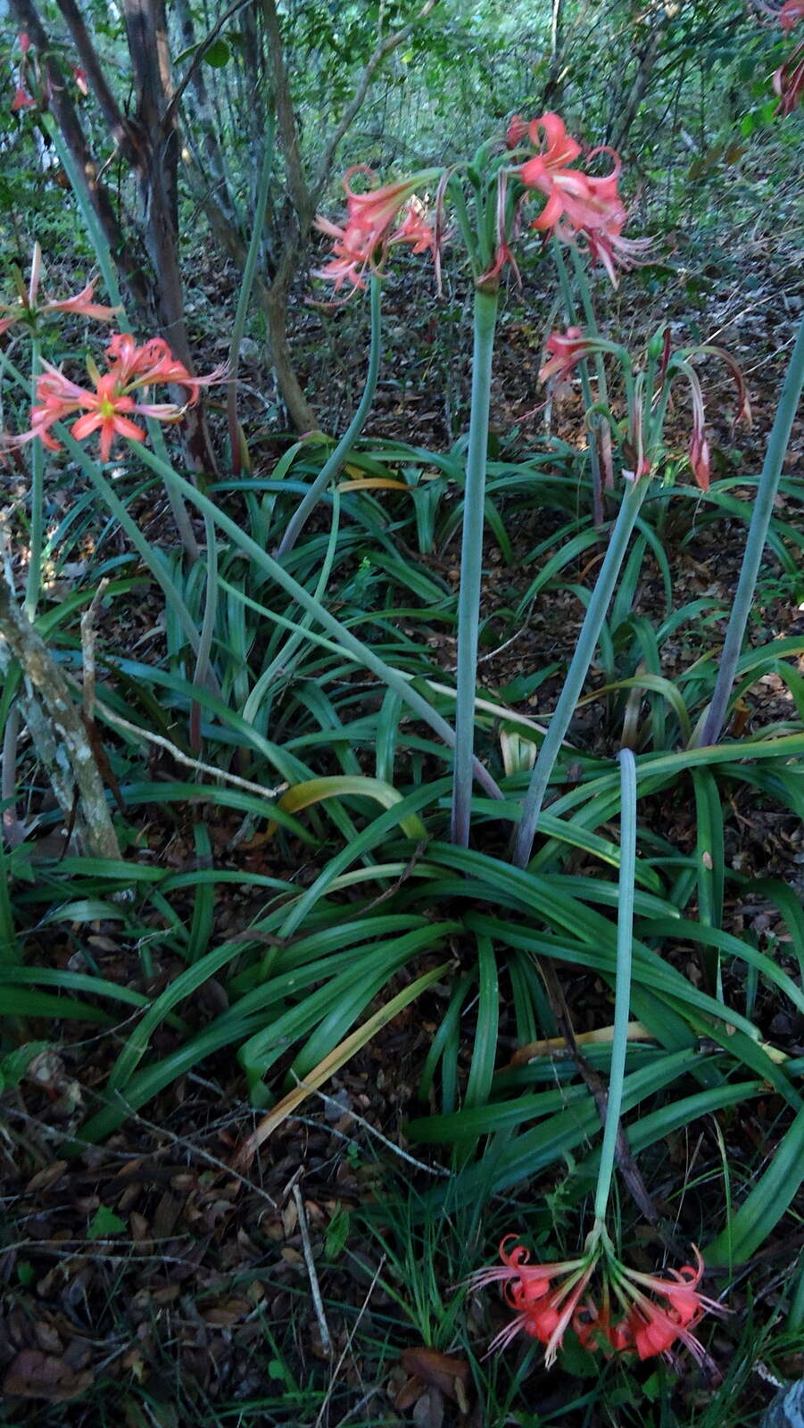 Слика од Hippeastrum stylosum Herb.