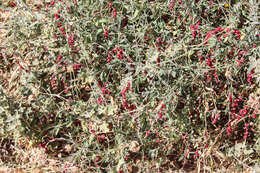 Image of Chenopodium nutans subsp. eremaeum (Paul G. Wilson) S. Fuentes & Borsch