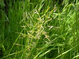 Imagem de Agrostis stolonifera L.