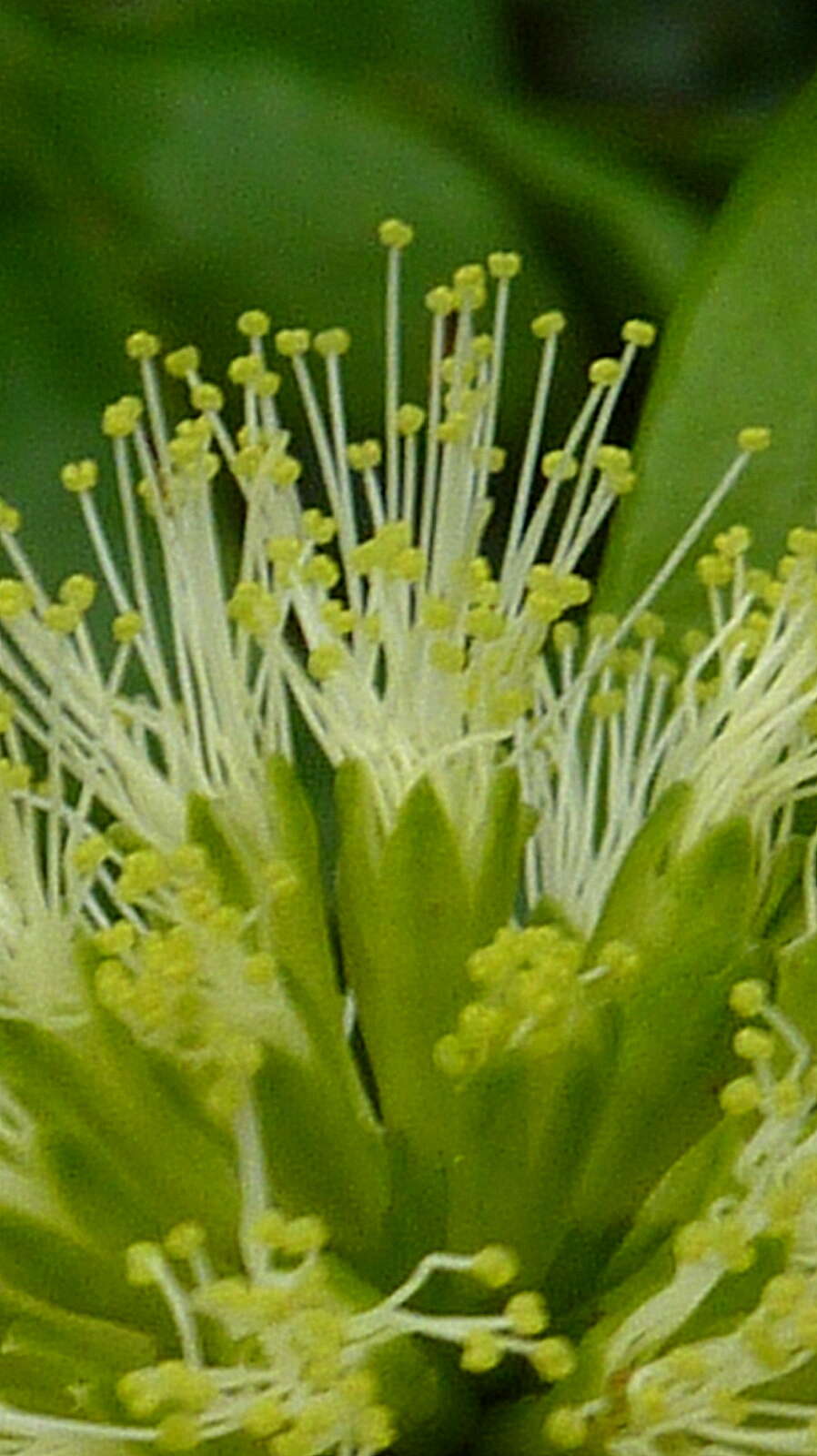 Image of Leguminosae