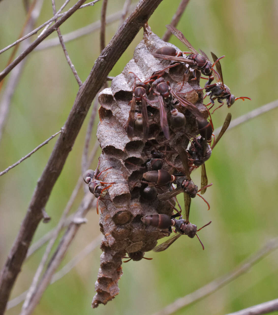 Image of Polistes stigma (Fabricius 1793)