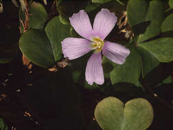 Image of redwood-sorrel