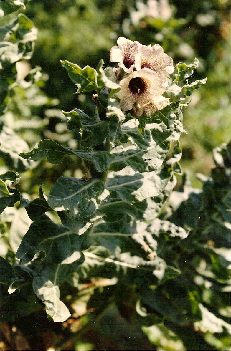 Image of black henbane