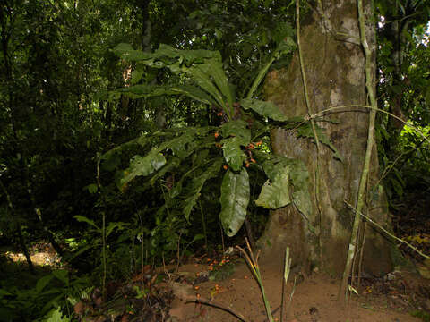 Image de Clavija costaricana Pittier