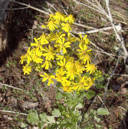 Image of ragwort