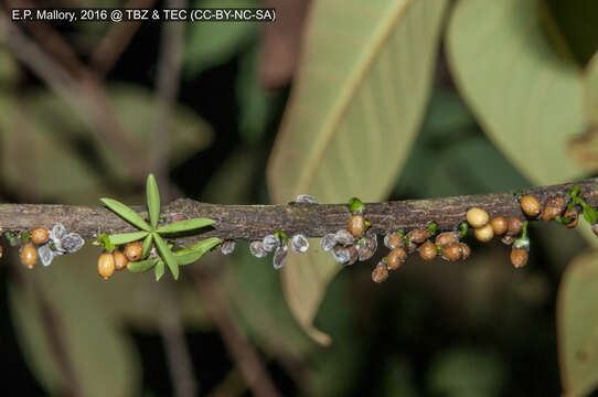 Image de Phoradendron