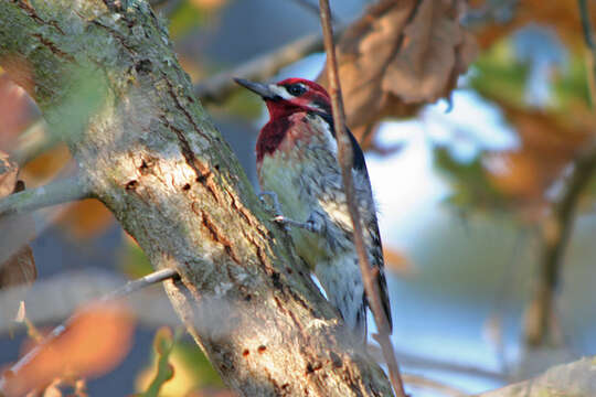 Image of Red-breasted Sapsucker