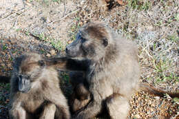 Image of Baboon