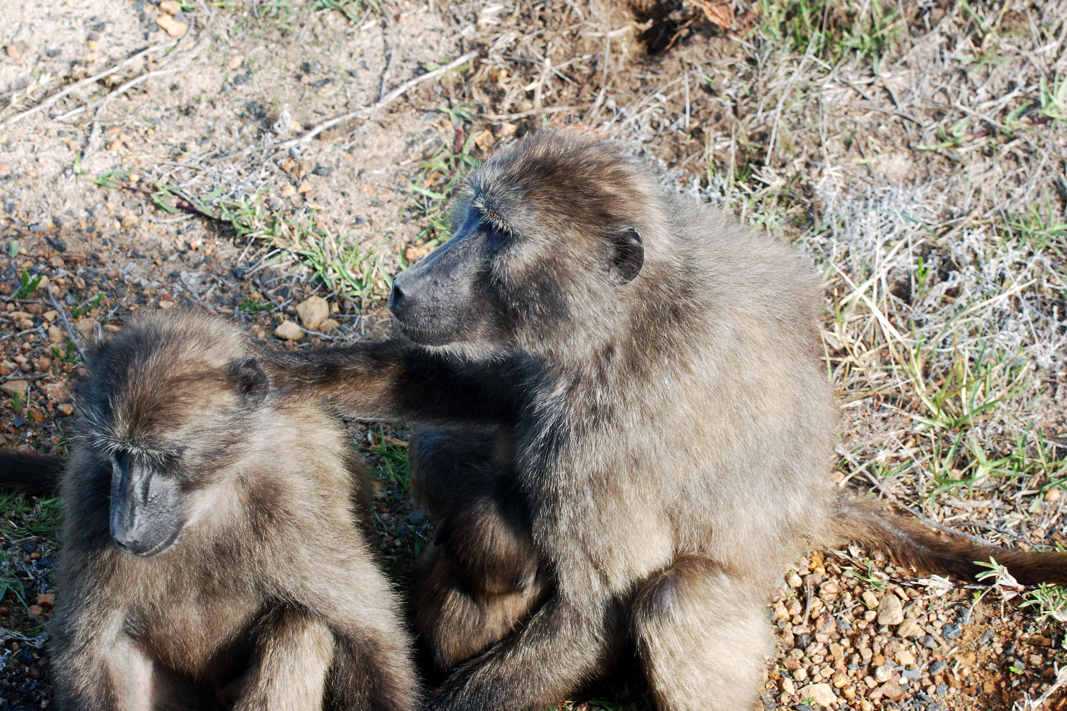 Image of Baboon