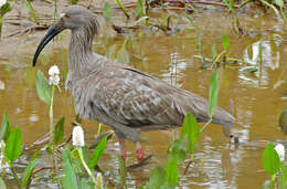 Image of Plumbeous Ibis