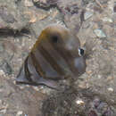 Image of Eye-spot Butterflyfish