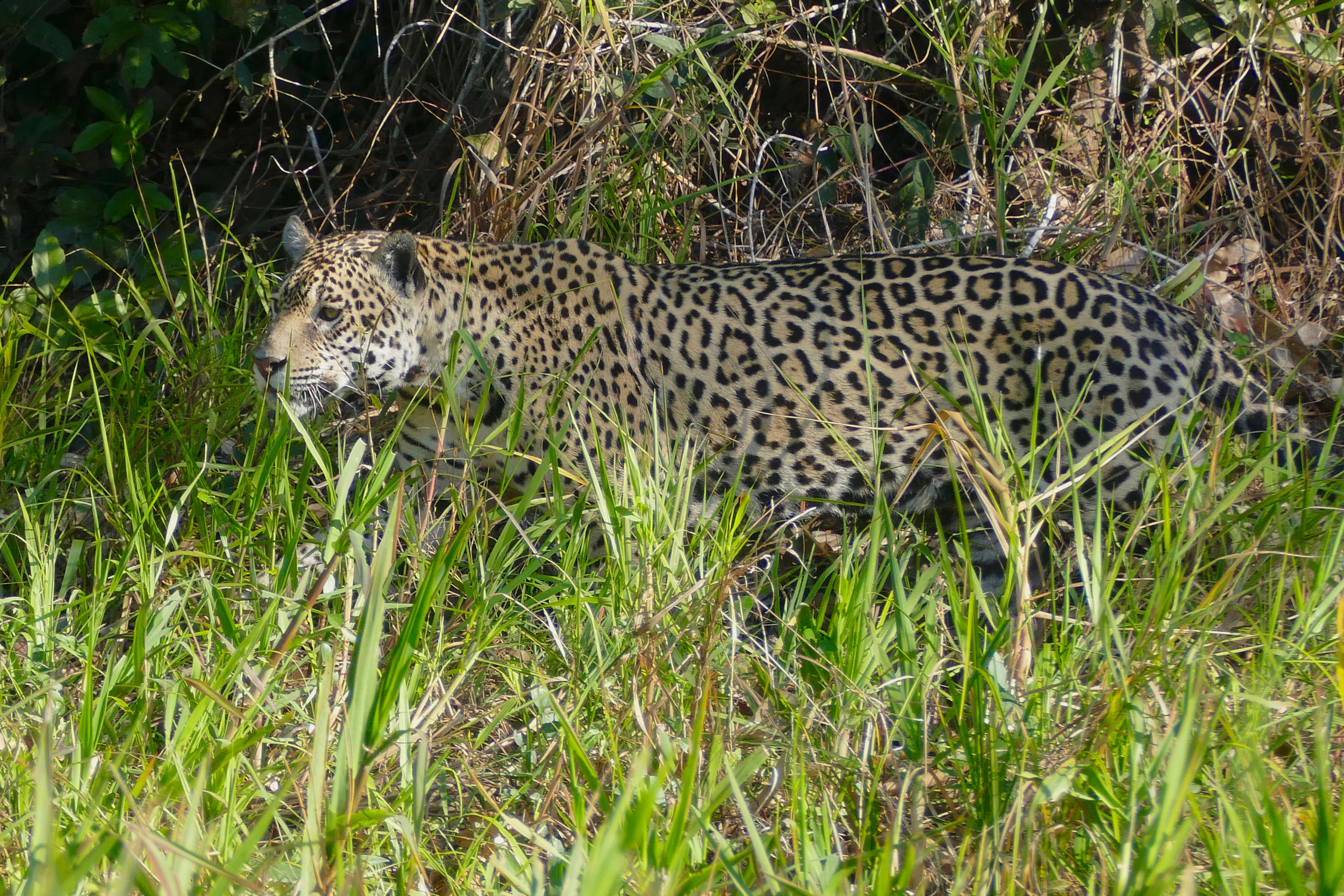 Image of Jaguar