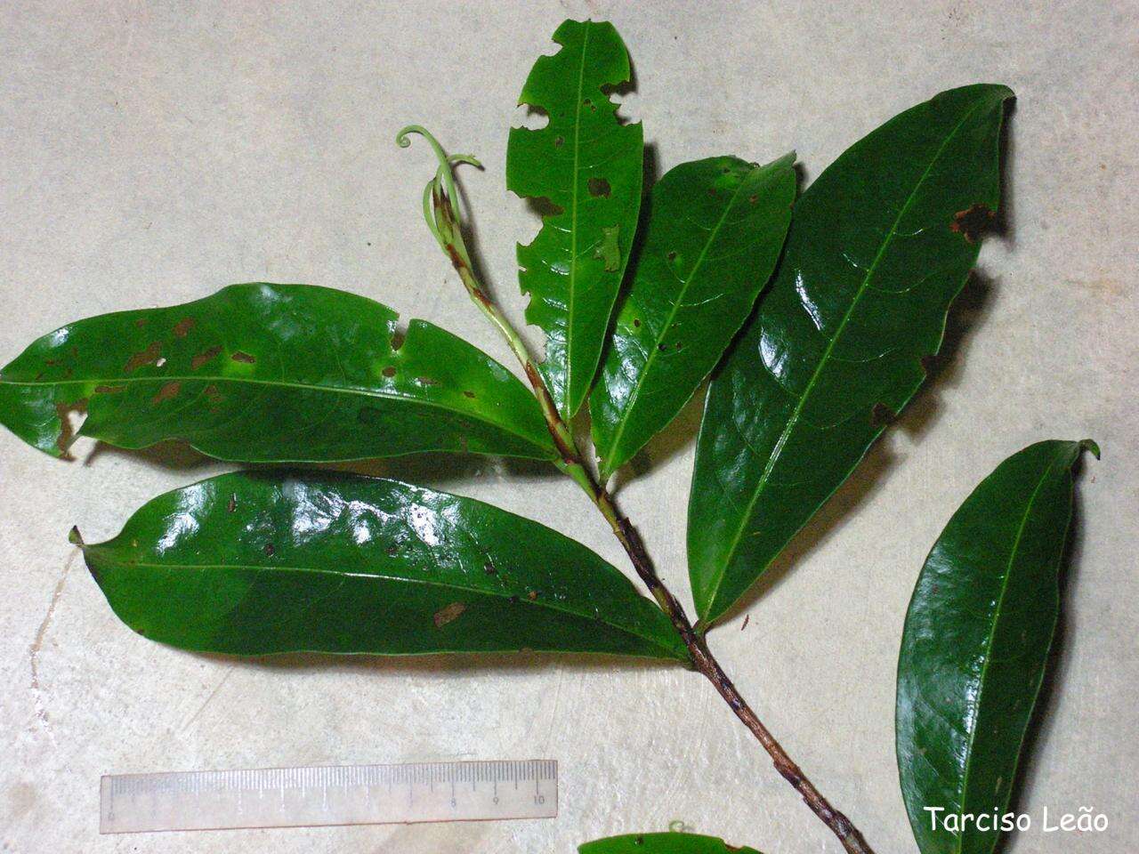 Image of Erythroxylum mucronatum Benth.