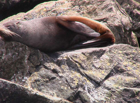 Image of Antipodean Fur Seal