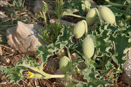 Image of squirting cucumber