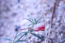 Image of red hoarypea